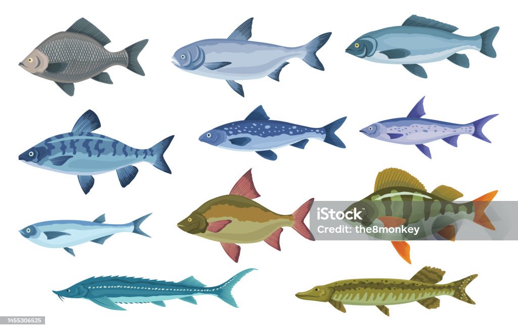 Fish Sorts And Types Various Freshwater Fish Handdrawn Color Illustrations  Of Sea And Inland Fish Commercial Fish Species Stock Illustration -  Download Image Now - iStock