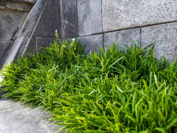 istock Grass in the corner of the wall 1455307199