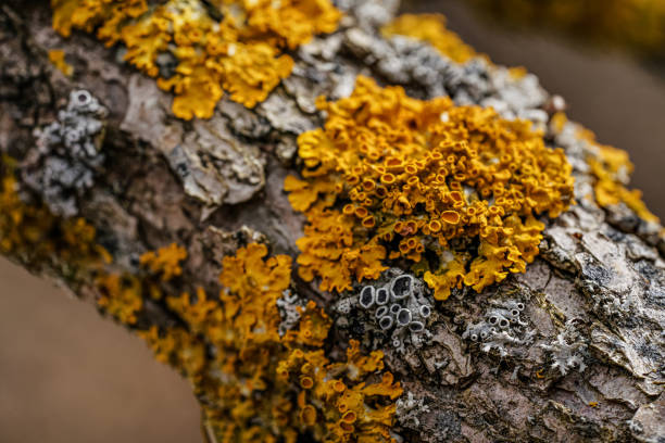 Yellow orange maritime sunburst lichen - Xanthoria parietina and some Hypogymnia physodes - growing on dry tree branch, closeup detail stock photo