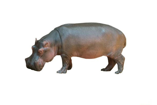 istock hippopotamus isolated on white background 1455310129
