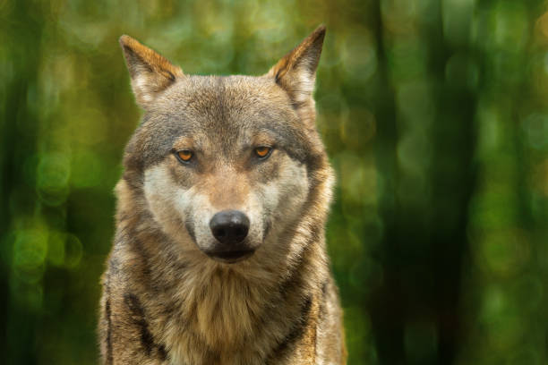 istock portrait of a gray wolf in the forest 1455310134