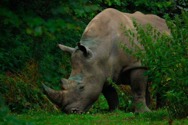 istock rhinoceros in the pasture in wild nature 1455310185