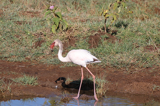 A Greater Flamingo at the Lake Nakuru park, Kenya