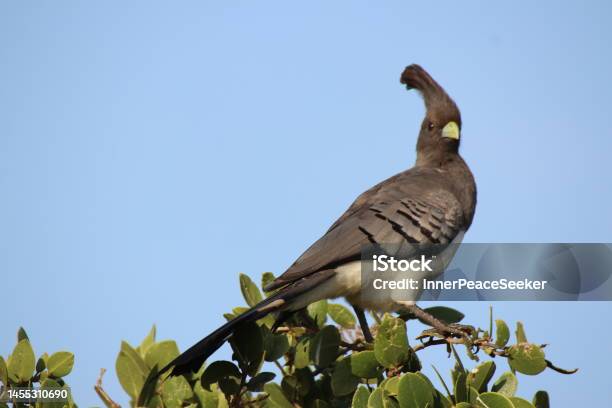 Goaway Bird Stock Photo - Download Image Now - Africa, Bird, Brown