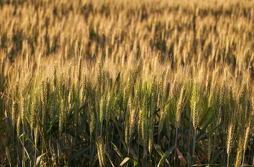 ears of wheat in spring