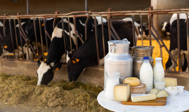 istock Image of dairy products on the farm 1455311764