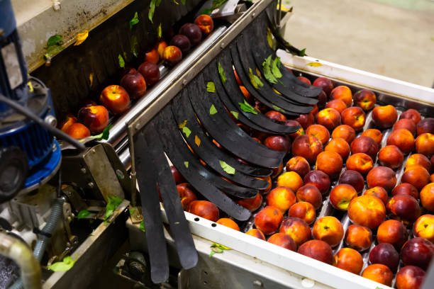 istock Cleaning and sorting peaches in factory automated line 1455311900