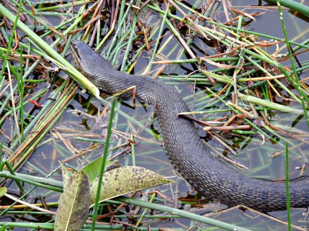 florida green watersnake (nerodia floridana) - resting in the water - water snake imagens e fotografias de stock