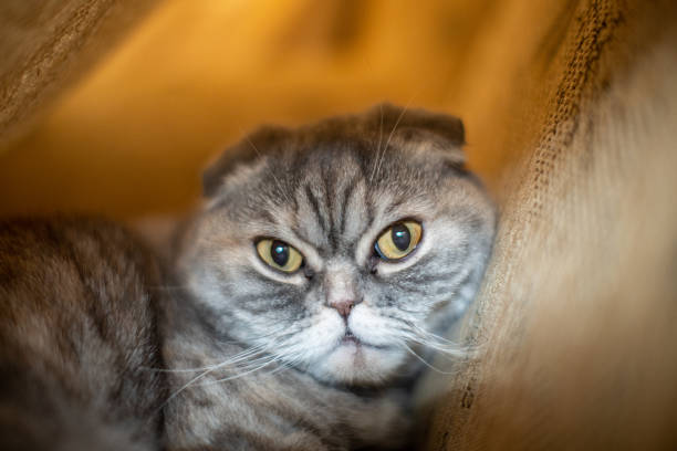 istock The cat lies on the sofa under the covers. 1455313323