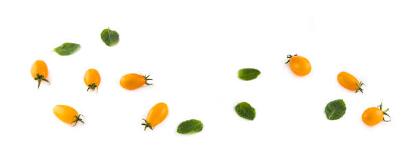 istock Cherry tomatoes isolated on white. Free space for text. Wide photo. 1455313570