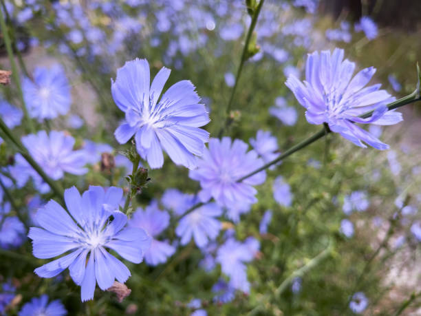 Editable flowers of wild Chicory, Cichorium intybus, close-up