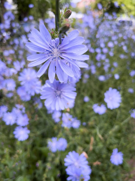 Editable flowers of wild Chicory, Cichorium intybus, close-up