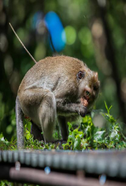 istock Animals And Wildlife 1455315173