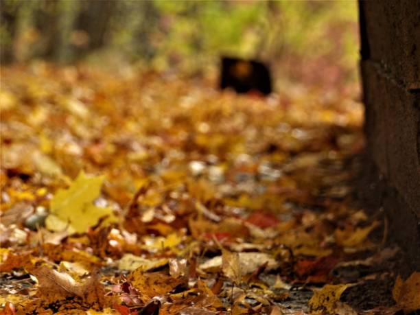 istock Dried fallen autumn leaves on the ground 1455316030