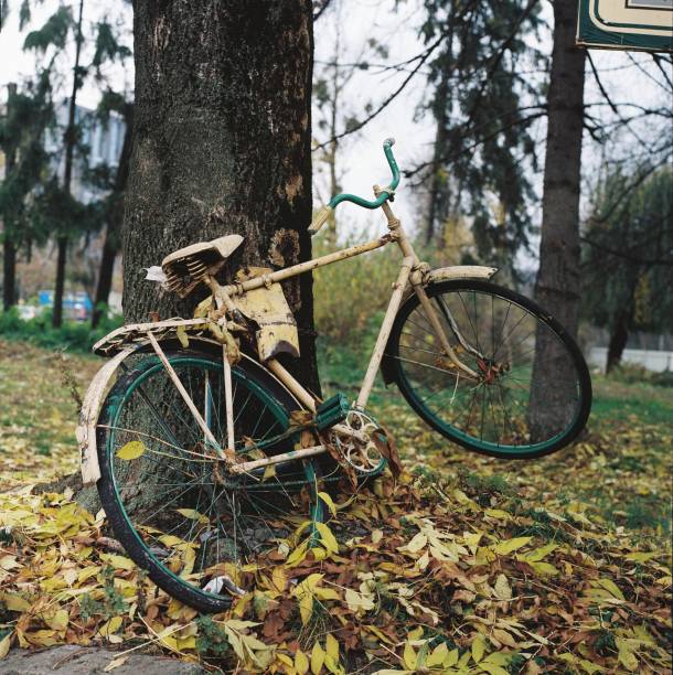 istock Old bicycle beside a big tree with fallen leaves 1455316046