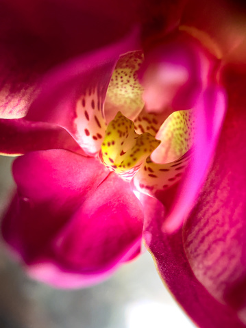 Beautiful pink Orchid, Phalenopsis