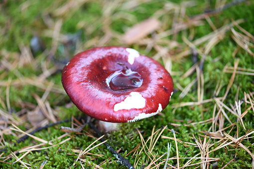 Photos of wild mushrooms in high quality