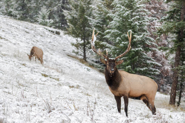 istock Beautiful elk in the field covered with snow 1455316375