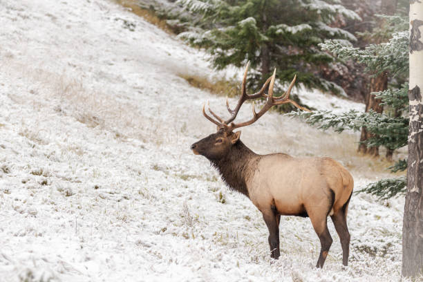 istock Beautiful elk in the field covered with snow 1455316378