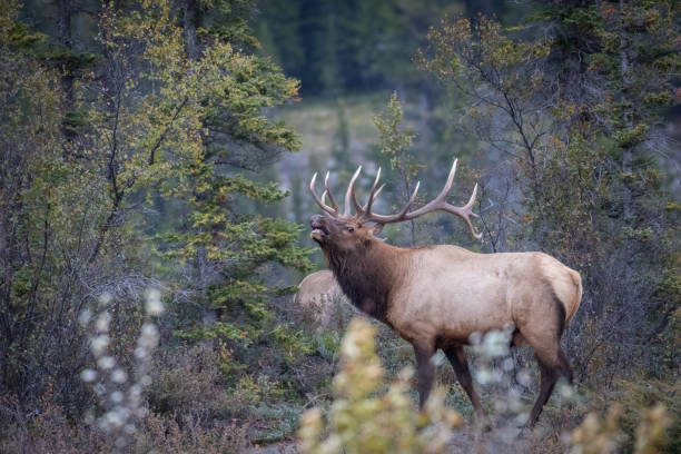 istock Dominant Bull elk bugling in its territory. 1455316999
