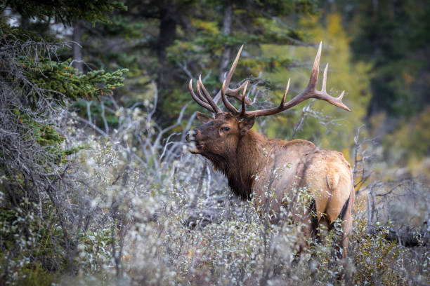 istock Dominant trophy Bull elk bugling in its territory. 1455317004