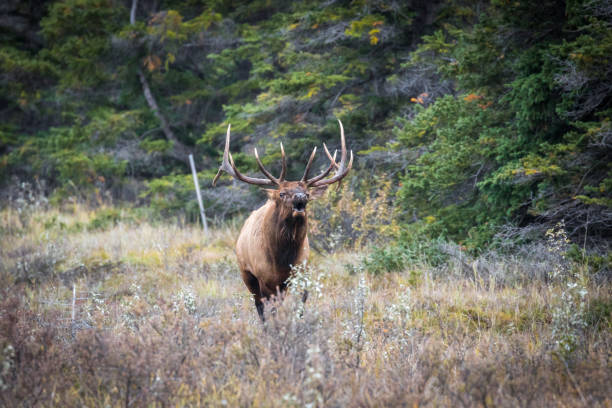 istock Beautiful elk in the flower field 1455317013