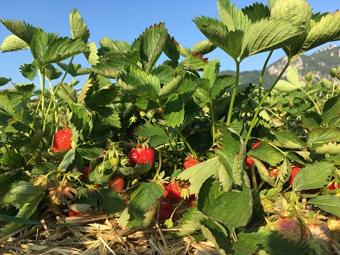 Red ripe strawberries are still on the bushes. Strawberry leaves and bushes with strawberries in sunny weather. A huge field of strawberries with berries. Strawberry berries on the bushes.