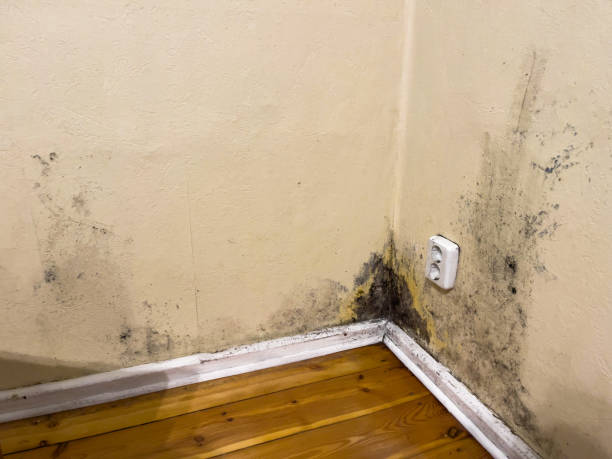 istock Black mold in apartment 1455317158