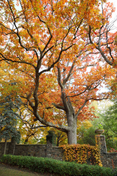 トロントの紅葉 ストックフォト