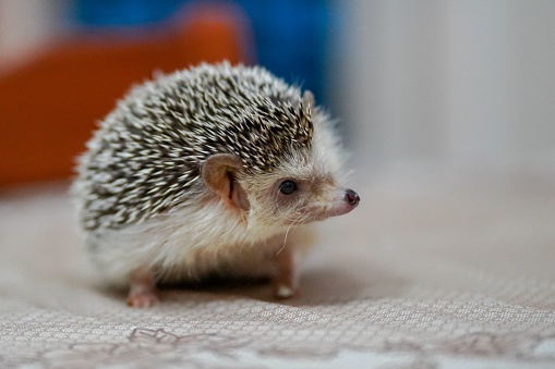A closeup of a cute tiny Hedgehog sitting on a bedding with a blurred background