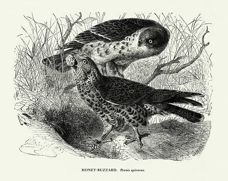 Antique American Engraving, Honey Buzzard, Bird: Natural History, 1885. Source: Original edition from my own archives. Copyright has expired on this artwork. Digitally restored.