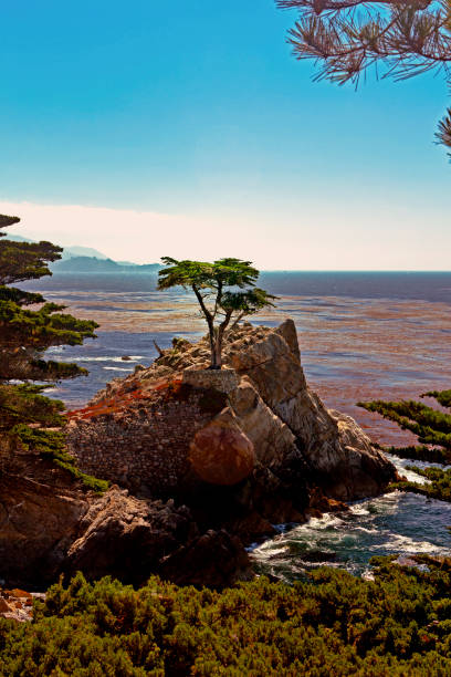 cipresso solitario - pebble beach california california golf carmel california foto e immagini stock