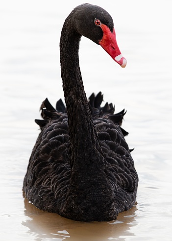 A vertical closeup of a beautiful black swan. Cygnus atratus.