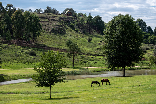 Two horses grazing in the Drakensberg region, KZN, South Africa