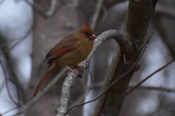 istock Female Northern Cardinal 1455319885