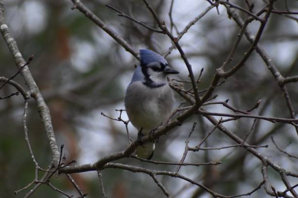 istock Blue Jay sitting on a tree branch in winter 1455319903