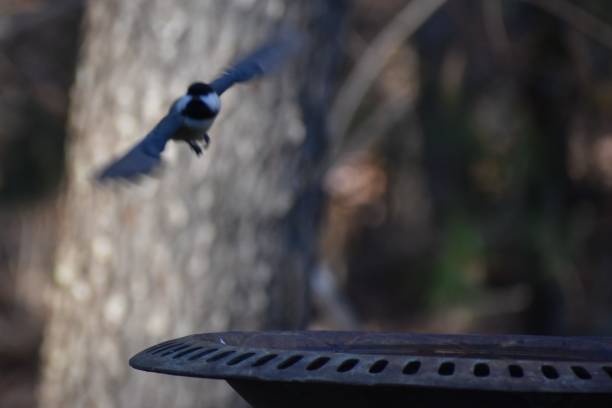 istock Black-Capped Chickadee flying towards bird bath in fall 1455320056