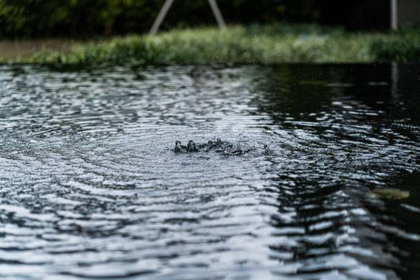 istock Closeup shot of tiny drops in the lake 1455320810