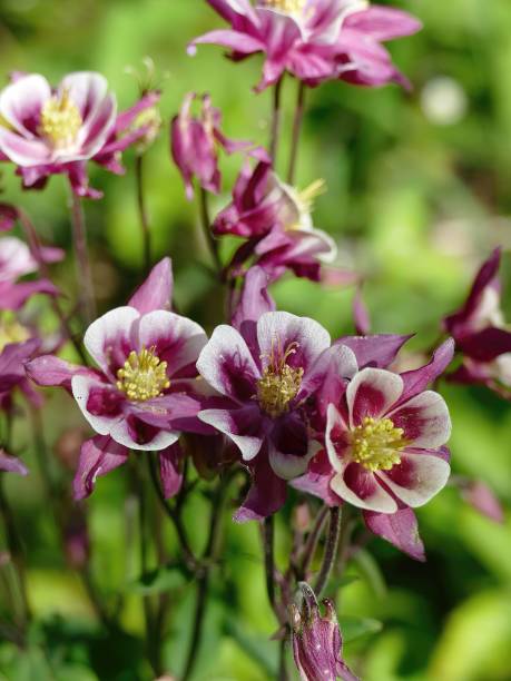 primo piano della colombina (aquilegia) fioritura perenne in un giardino - seattle close up petal purple foto e immagini stock