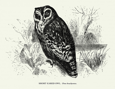 istock Antique American Engraving, Short-Eared Owl, Bird: Natural History, 1885 1455320818