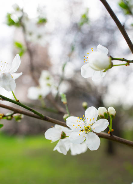 istock Selective focus shot of plum tree white blossoms during spring season 1455321109