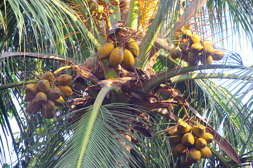 Coconut laden palm tree in a farm. Outdoor shot.