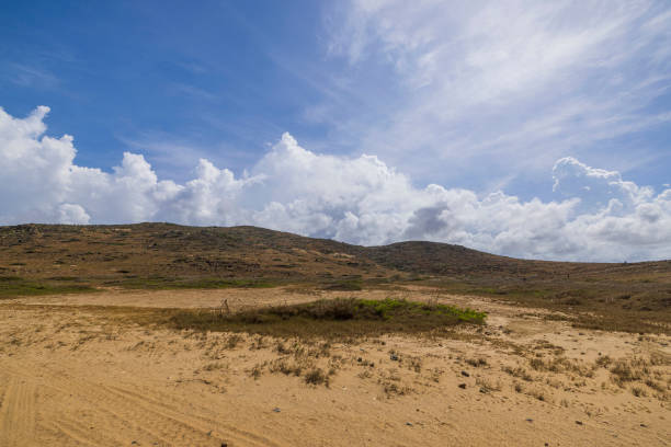 Secular Juniper bent by the wind in Piscinas, an oasis far from everything characterized by high dunes of golden sand