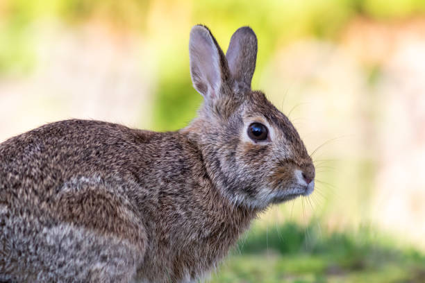 istock Side view of an alarmed rabbit on a blurred background in a sunny fiel 1455321981