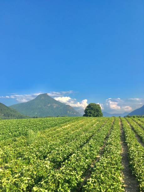 erdbeerplantage im bayerischen bergdorf nussdorf. gepflegte erdbeerfelder im süddeutschen hochland. schöne schlanke reihen von erdbeersträuchern in den alpen. - 6645 stock-fotos und bilder