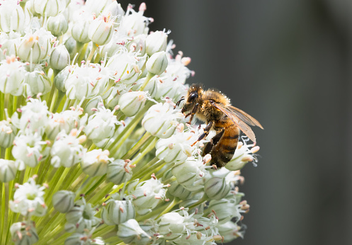 A honey bee foraging for nectar and pollen on a white allium flower