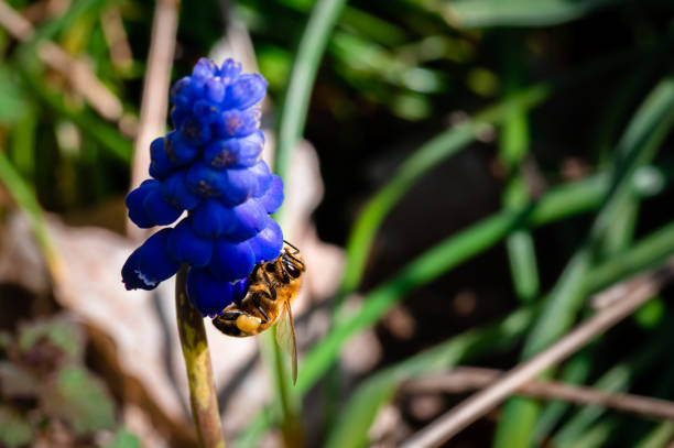 A honey bee foraging for nectar and pollen on a grape hyacinth flower