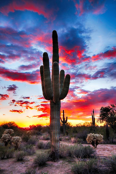 7,100+ Saguaro Sunset Stock Photos, Pictures & Royalty-Free Images - iStock