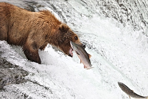 A brown bear leans out for a salmon at Brooks Falls Katmai National Park