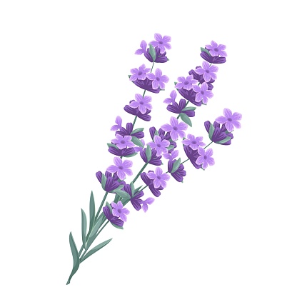 Lavender vector illustration. Cartoon plant with bunch of lilac flowers and green leaf, spring bouquet from Provence field or garden, aroma lavender herbs with scent for aromatherapy, herbal cosmetics